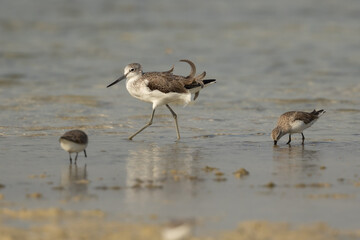 Common Greenshank wading on the shore