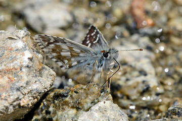 Steppenheiden-Würfel-Dickkopffalter // Safflower skipper (Pyrgus carthami) - Prespa National Park, Greece
