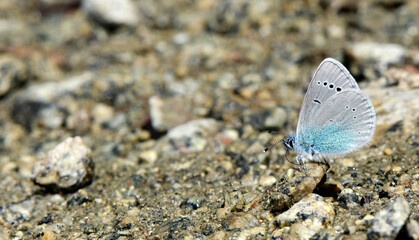 Green-underside blue // Alexis-Bläuling, Himmelblauer Steinkleebläuling (Glaucopsyche alexis) - Prespa National Park, Greece