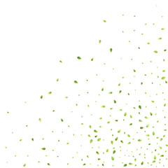 Leaves Green Falling Flying Foliage Leaf Tea Mint