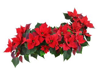 Christmas poinsettia red flowers in a floral wave isolated on white - Powered by Adobe