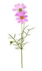 Fototapeta na wymiar Purple cosmos flowers isolated