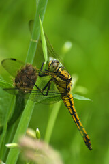 Closeup on a female black-tailed skimmer dragonfly, Orthetrum cancellatum, perched in the vegetation