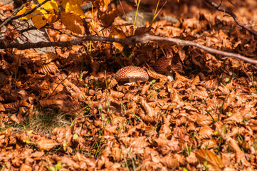 autumn mushroom (Amanita muscaria)
