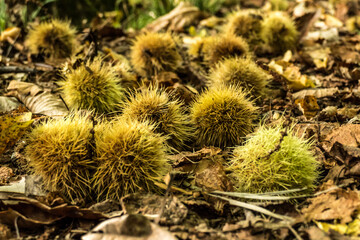 fallen chestnuts