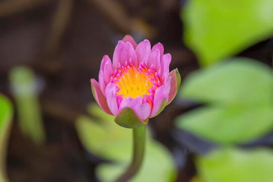 Beautiful Pink Lotus, water plant