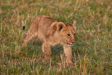 Close-up of a lion cub in Kenya