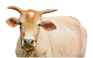 cow isolated and save as to PNG file - 536692832