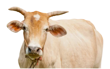 Foto op Plexiglas cow isolated and save as to PNG file © taitai6769