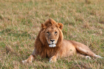 Fototapeta na wymiar Big male lion of the topi pride