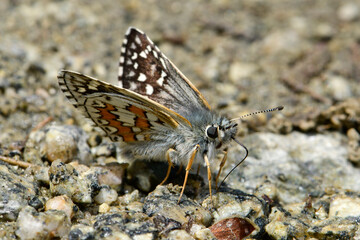 Graubrauner Dickkopffalter // Yellow-banded skipper (Pyrgus sidae) - Prespa Nationalpark,...