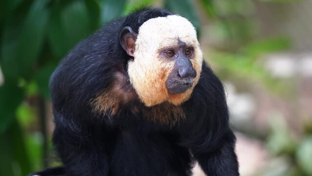 Wild arboreal creature, male white faced saki monkey, pithecia pithecia wondering around, alerted by its surrounding environment, selective focus close up shot against green foliage background.