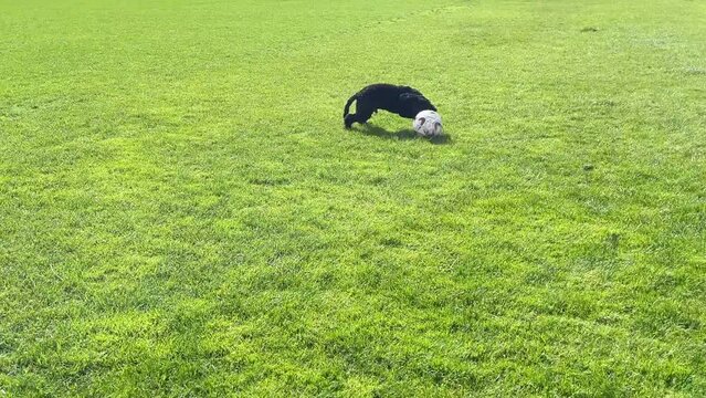 Cute black poodle crossbreed puppy playing football on a grass field