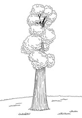 Sequoia tree graphic black white landscape sketch vertical illustration vector 