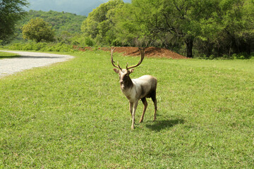 Beautiful deer stag on green grass in safari park