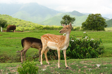 Beautiful deer on green grass in safari park