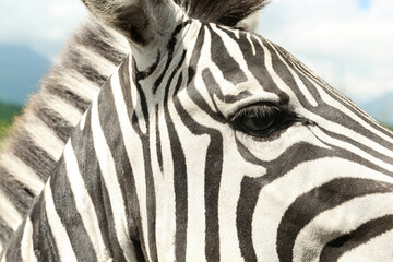 Fototapeta na wymiar Cute curious African zebra in safari park, closeup