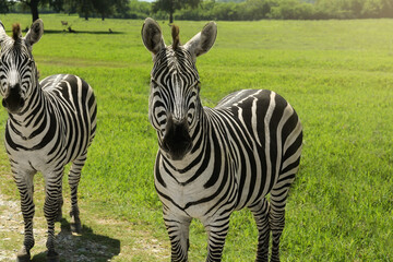 Beautiful striped African zebras in safari park