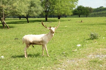 Obraz premium Beautiful white deer in safari park outdoors