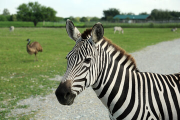Fototapeta na wymiar Beautiful striped African zebra in safari park