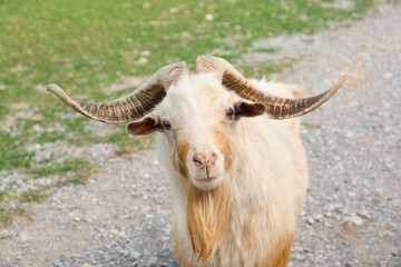 Naklejka premium Beautiful horned goat on road in safari park