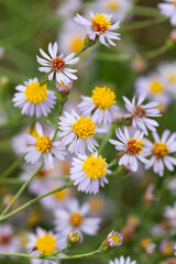 Obraz premium Macrophotographie de fleur sauvage - Aster des Alpes - Aster alpinus