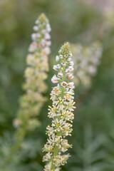 Macrophotographie de fleur sauvage - Réséda blanc - Reseda alba