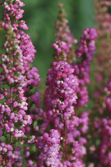 Heather shrub with blooming flowers outdoors, closeup