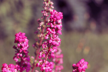 Heather shrub with beautiful blooming flowers outdoors on sunny day, closeup