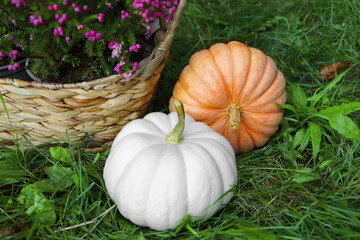 Wicker basket with beautiful heather flowers and pumpkins on green grass outdoors
