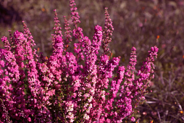 Heather shrub with beautiful blooming flowers outdoors on sunny day, closeup