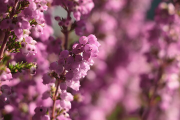 Heather shrub with blooming flowers outdoors on sunny day, closeup. Space for text