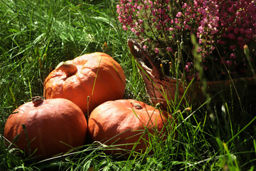 Wicker basket with beautiful heather flowers and pumpkins outdoors on sunny day