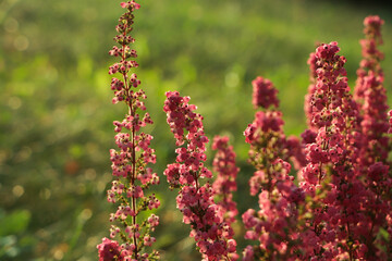 Heather shrub with beautiful blooming flowers outdoors on sunny day, closeup