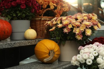 Many fresh chrysanthemum flowers in pots and pumpkins on stairs indoors