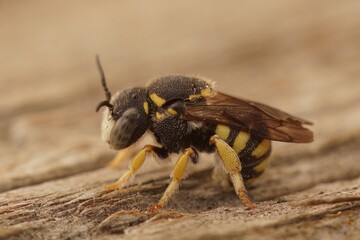 Closeup on the cute, small, yellow, male, rotund resin solitary bee , Anthiedielluim strigatum