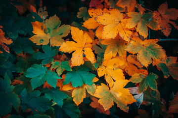 Beautiful autumn leaves in sunny autumn day in the foreground and blurred background in Bavaria, Germany. No people, closeup, copy space, macro shot.