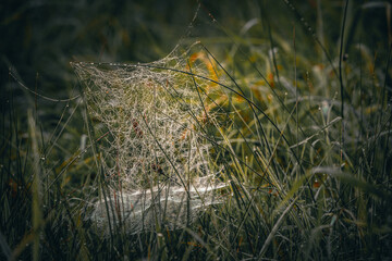 Spider web on a meadow in the rays of the rising sun