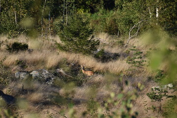 Cerf en milieu naturel