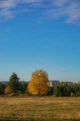 autumn landscape with trees and blue sky