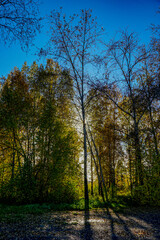 autumn in the park