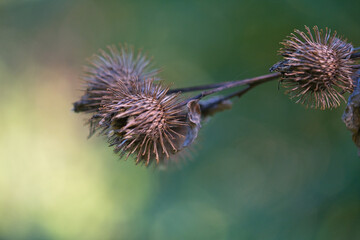 dried up thistle flower in autumn, fall colors
