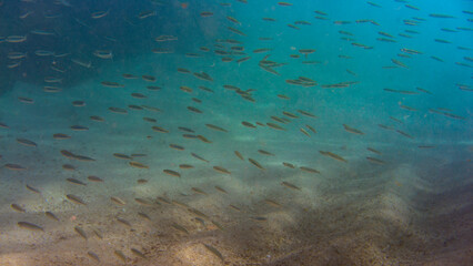 poisson petit