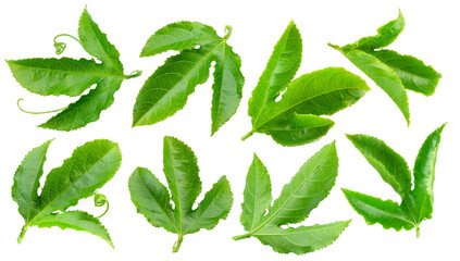 Set of passiflora or passion fruit leaves on white background. Clipping paths.