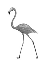 Hand drawn watercolor drawing of flamingo bird, illustration art.