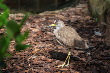 African wattled lapwing, Vanellus senegallus, Senegal wattled plover or simply wattled lapwing. Portrait