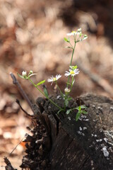 A flower growing from a stump 