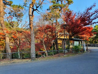 Autumn leave view in Kyoto