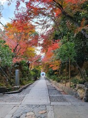 View of fall Kyoto