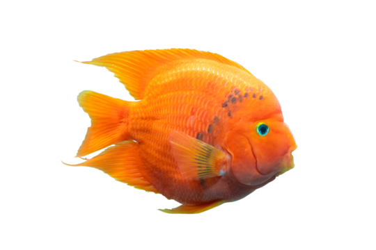 Aquarium fish Red Parrot fish isolated, Colorful freshwater fish, popular in the house as a hobby.